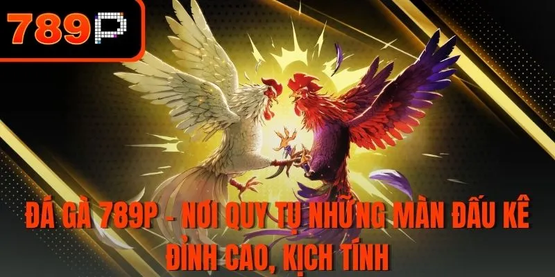 Đá gà 789P - Nơi quy tụ những màn đấu kê đỉnh cao, kịch tính